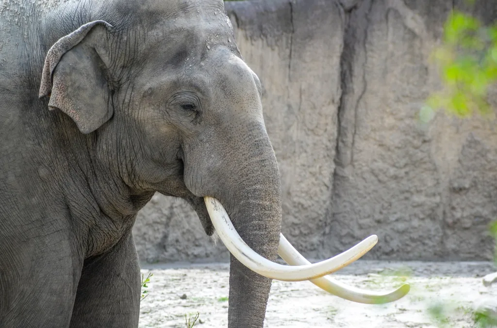 Elefante en el parque de vida silvestre de Mudumalai
